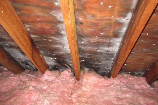 moisture and mold
